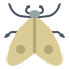 moth